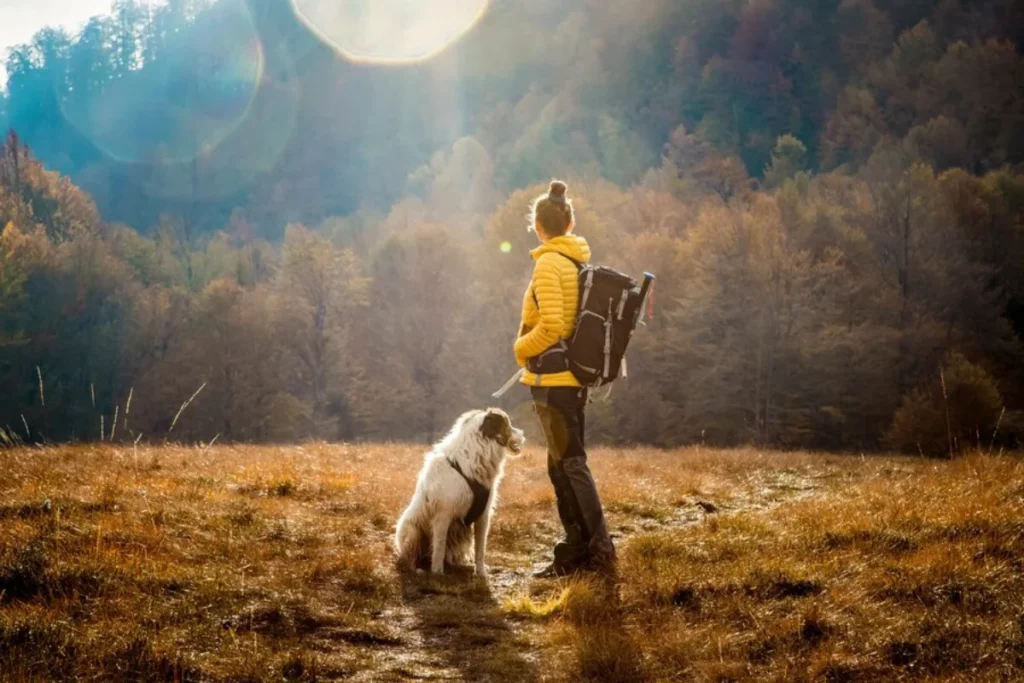 A person in a yellow jacket and a large dog pause during a sunny hike in an autumn forest.