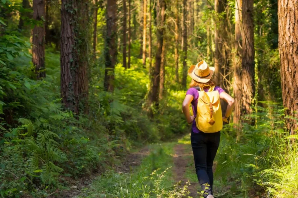 Woman wearing a straw hat and carrying a yellow backpack hikes a forest trail, surrounded by tall trees and ferns.